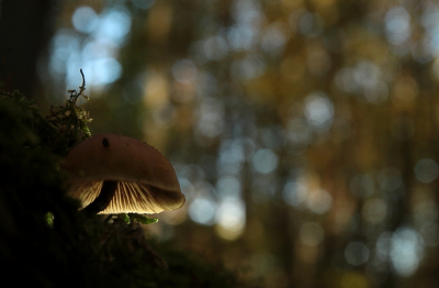 <i class='fa fa-user'></i>&nbsp;Meindert&nbsp;|  Mosklokje sp.&nbsp; <i class='fa fa-eye'>&nbsp;76</i> &nbsp;<i class='fa fa-thumbs-up'>&nbsp;2</i> &nbsp; <i class='fa fa-comment-o'>&nbsp;2</i>