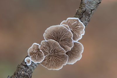 <i class='fa fa-user'></i>&nbsp;Johan van Gurp&nbsp;|  Wit Oorzwammetje&nbsp; <i class='fa fa-eye'>&nbsp;109</i> &nbsp;<i class='fa fa-thumbs-up'>&nbsp;9</i> &nbsp; <i class='fa fa-comment-o'>&nbsp;9</i>