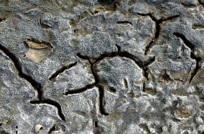 <i class='fa fa-user'></i>&nbsp;nelappelmelk&nbsp;|  Patronen door de droogte&nbsp; <i class='fa fa-eye'>&nbsp;63</i> &nbsp;<i class='fa fa-thumbs-up'>&nbsp;1</i> &nbsp; <i class='fa fa-comment-o'>&nbsp;4</i>