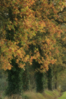 <i class='fa fa-user'></i>&nbsp;Tineke Strijbosch&nbsp;|  Zomereiken in de herfst&nbsp; <i class='fa fa-eye'>&nbsp;93</i> &nbsp; <i class='fa fa-comment-o'>&nbsp;9</i>