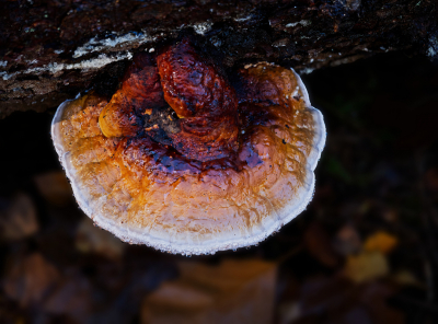 <i class='fa fa-user'></i>&nbsp;janvangastel&nbsp;|  Roodgerande Houtzwam&nbsp; <i class='fa fa-eye'>&nbsp;65</i> &nbsp; <i class='fa fa-comment-o'>&nbsp;1</i>