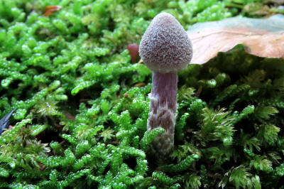 <i class='fa fa-user'></i>&nbsp;A. Soeting&nbsp;|  Paarse Pelargoniumgordijnzwam&nbsp; <i class='fa fa-eye'>&nbsp;73</i> &nbsp; <i class='fa fa-comment-o'>&nbsp;1</i>