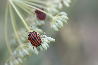 <i class='fa fa-user'></i>&nbsp;Paul Vandebroek&nbsp;|  Pyjamaschildwants&nbsp; <i class='fa fa-eye'>&nbsp;81</i> &nbsp; <i class='fa fa-comment-o'>&nbsp;3</i>