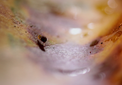 <i class='fa fa-user'></i>&nbsp;rixte&nbsp;|  Dicyrtomina ornata&nbsp; <i class='fa fa-eye'>&nbsp;93</i> &nbsp; <i class='fa fa-comment-o'>&nbsp;2</i>