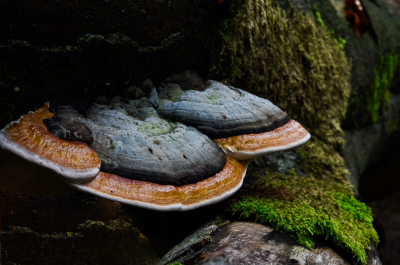 <i class='fa fa-user'></i>&nbsp;ErnovanDoorn&nbsp;|  Roodgerande Houtzwam&nbsp; <i class='fa fa-eye'>&nbsp;61</i> &nbsp; <i class='fa fa-comment-o'>&nbsp;2</i>