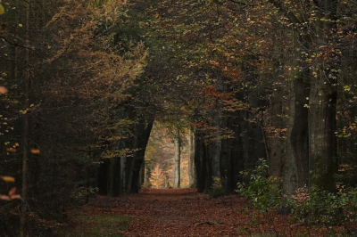 <i class='fa fa-user'></i>&nbsp;nelappelmelk&nbsp;|  Licht in de verte&nbsp; <i class='fa fa-eye'>&nbsp;112</i> &nbsp;<i class='fa fa-thumbs-up'>&nbsp;1</i> &nbsp; <i class='fa fa-comment-o'>&nbsp;2</i>