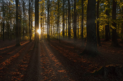 <i class='fa fa-user'></i>&nbsp;Jurgen Maassen&nbsp;|  Vaalser Bos&nbsp; <i class='fa fa-eye'>&nbsp;85</i> &nbsp;<i class='fa fa-thumbs-up'>&nbsp;1</i> &nbsp; <i class='fa fa-comment-o'>&nbsp;5</i>