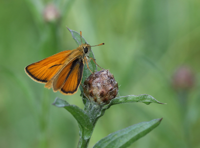 <i class='fa fa-user'></i>&nbsp;Ad Sprang&nbsp;|  Geelsprietdikkopje&nbsp; <i class='fa fa-eye'>&nbsp;86</i> &nbsp;<i class='fa fa-thumbs-up'>&nbsp;6</i> &nbsp; <i class='fa fa-comment-o'>&nbsp;4</i>