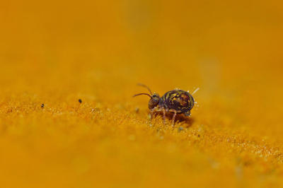 <i class='fa fa-user'></i>&nbsp;Nel R&nbsp;|  Dicyrtomina ornata&nbsp; <i class='fa fa-eye'>&nbsp;123</i> &nbsp;<i class='fa fa-thumbs-up'>&nbsp;12</i> &nbsp; <i class='fa fa-comment-o'>&nbsp;8</i>