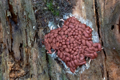 <i class='fa fa-user'></i>&nbsp;Johan van Gurp&nbsp;|  Worstnetwatje&nbsp; <i class='fa fa-eye'>&nbsp;113</i> &nbsp;<i class='fa fa-thumbs-up'>&nbsp;2</i> &nbsp; <i class='fa fa-comment-o'>&nbsp;4</i>