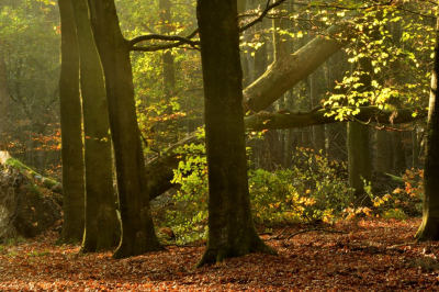 <i class='fa fa-user'></i>&nbsp;mauritskoenen48&nbsp;|  Herfstsfeer in Leuvenumse Bos&nbsp; <i class='fa fa-eye'>&nbsp;82</i> &nbsp;<i class='fa fa-thumbs-up'>&nbsp;2</i> &nbsp; <i class='fa fa-comment-o'>&nbsp;2</i>