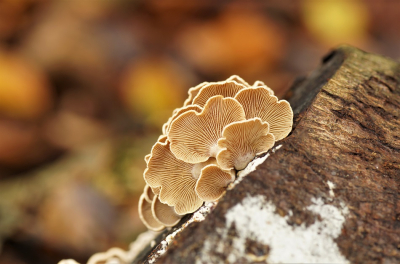 <i class='fa fa-user'></i>&nbsp;Jelle Bakker&nbsp;|  Scherpe Schelpzwam&nbsp; <i class='fa fa-eye'>&nbsp;72</i> &nbsp;<i class='fa fa-thumbs-up'>&nbsp;1</i> &nbsp; <i class='fa fa-comment-o'>&nbsp;2</i>