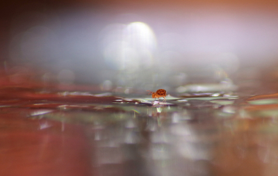 <i class='fa fa-user'></i>&nbsp;rixte&nbsp;|  Dicyrtomina ornata&nbsp; <i class='fa fa-eye'>&nbsp;139</i> &nbsp;<i class='fa fa-thumbs-up'>&nbsp;12</i> &nbsp; <i class='fa fa-comment-o'>&nbsp;6</i>