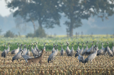 <i class='fa fa-user'></i>&nbsp;Eric Gibcus&nbsp;|  Ree&nbsp; <i class='fa fa-eye'>&nbsp;175</i> &nbsp;<i class='fa fa-thumbs-up'>&nbsp;3</i> &nbsp; <i class='fa fa-comment-o'>&nbsp;6</i>