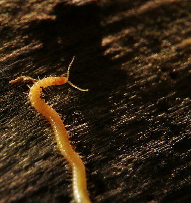 <i class='fa fa-user'></i>&nbsp;Meindert&nbsp;|  Grote Aardkruiper&nbsp; <i class='fa fa-eye'>&nbsp;55</i> &nbsp; <i class='fa fa-comment-o'>&nbsp;1</i>