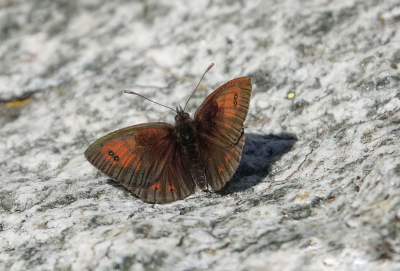 <i class='fa fa-user'></i>&nbsp;Jurgen Maassen&nbsp;|  Zwitserse Glanserebia&nbsp; <i class='fa fa-eye'>&nbsp;69</i> &nbsp;<i class='fa fa-thumbs-up'>&nbsp;2</i> &nbsp; <i class='fa fa-comment-o'>&nbsp;3</i>