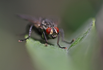 <i class='fa fa-user'></i>&nbsp;Cor&nbsp;|  Grijze Vleesvlieg&nbsp; <i class='fa fa-eye'>&nbsp;56</i> &nbsp; <i class='fa fa-comment-o'>&nbsp;3</i>