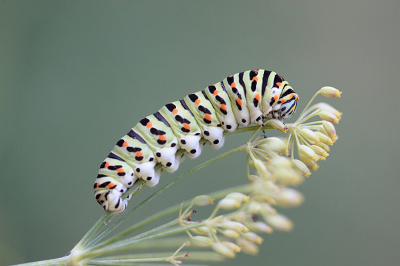 <i class='fa fa-user'></i>&nbsp;Paul Vandebroek&nbsp;|  Koninginnenpage&nbsp; <i class='fa fa-eye'>&nbsp;70</i> &nbsp;<i class='fa fa-thumbs-up'>&nbsp;3</i> &nbsp; <i class='fa fa-comment-o'>&nbsp;3</i>