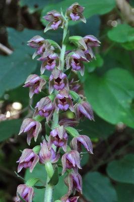 <i class='fa fa-user'></i>&nbsp;A. Soeting&nbsp;|  Brede Wespenorchis&nbsp; <i class='fa fa-eye'>&nbsp;69</i> &nbsp; <i class='fa fa-comment-o'>&nbsp;2</i>