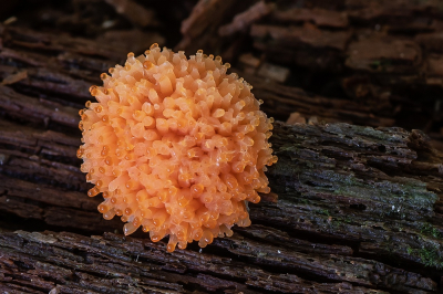 <i class='fa fa-user'></i>&nbsp;Johan van Gurp&nbsp;|  Rossig Buiskussen&nbsp; <i class='fa fa-eye'>&nbsp;74</i> &nbsp;<i class='fa fa-thumbs-up'>&nbsp;4</i> &nbsp; <i class='fa fa-comment-o'>&nbsp;5</i>