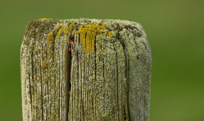 <i class='fa fa-user'></i>&nbsp;Eric Gibcus&nbsp;|  Zevenstippelig Lieveheersbeestje&nbsp; <i class='fa fa-eye'>&nbsp;97</i> &nbsp;<i class='fa fa-thumbs-up'>&nbsp;1</i> &nbsp; <i class='fa fa-comment-o'>&nbsp;2</i>