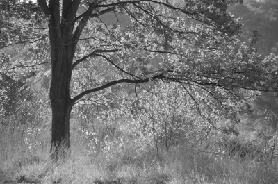 <i class='fa fa-user'></i>&nbsp;B.M.Schouten-Ruis&nbsp;|  Oude Buisse heide&nbsp; <i class='fa fa-eye'>&nbsp;79</i> &nbsp; <i class='fa fa-comment-o'>&nbsp;7</i>