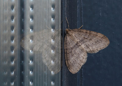 <i class='fa fa-user'></i>&nbsp;Ad Sprang&nbsp;|  Kleine Wintervlinder&nbsp; <i class='fa fa-eye'>&nbsp;79</i> &nbsp;<i class='fa fa-thumbs-up'>&nbsp;3</i> &nbsp; <i class='fa fa-comment-o'>&nbsp;4</i>