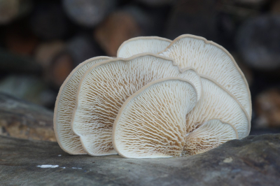 <i class='fa fa-user'></i>&nbsp;Jelle Bakker&nbsp;|  Ongesteelde Krulzoom&nbsp; <i class='fa fa-eye'>&nbsp;63</i> &nbsp;<i class='fa fa-thumbs-up'>&nbsp;3</i> &nbsp; <i class='fa fa-comment-o'>&nbsp;4</i>