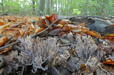 <i class='fa fa-user'></i>&nbsp;Niek Oele&nbsp;|  Asgrauwe Koraalzwam&nbsp; <i class='fa fa-eye'>&nbsp;82</i> &nbsp; <i class='fa fa-comment-o'>&nbsp;2</i>