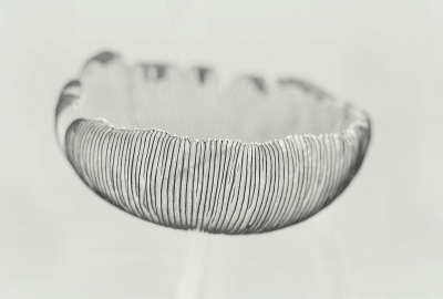 <i class='fa fa-user'></i>&nbsp;Nel R&nbsp;|  Hazenpootje&nbsp; <i class='fa fa-eye'>&nbsp;107</i> &nbsp;<i class='fa fa-thumbs-up'>&nbsp;8</i> &nbsp; <i class='fa fa-comment-o'>&nbsp;6</i>