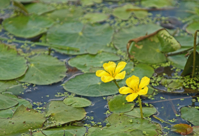 <i class='fa fa-user'></i>&nbsp;Cor&nbsp;|  Watergentiaan&nbsp; <i class='fa fa-eye'>&nbsp;60</i> &nbsp;<i class='fa fa-thumbs-up'>&nbsp;2</i> &nbsp; <i class='fa fa-comment-o'>&nbsp;4</i>