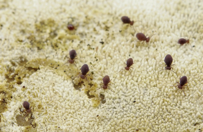 <i class='fa fa-user'></i>&nbsp;Nel R&nbsp;|  Dicyrtoma fusca&nbsp; <i class='fa fa-eye'>&nbsp;85</i> &nbsp;<i class='fa fa-thumbs-up'>&nbsp;1</i> &nbsp; <i class='fa fa-comment-o'>&nbsp;4</i>