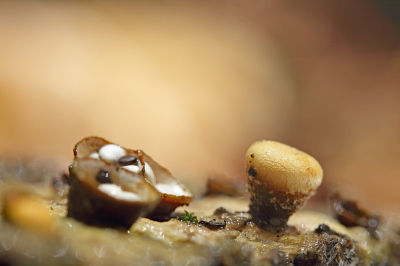 <i class='fa fa-user'></i>&nbsp;Pieter  LJ&nbsp;|  Geel Nestzwammetje&nbsp; <i class='fa fa-eye'>&nbsp;81</i> &nbsp;<i class='fa fa-thumbs-up'>&nbsp;2</i> &nbsp; <i class='fa fa-comment-o'>&nbsp;5</i>