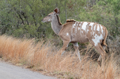 <i class='fa fa-user'></i>&nbsp;harrie69&nbsp;|  Grote Koedoe&nbsp; <i class='fa fa-eye'>&nbsp;76</i> &nbsp;<i class='fa fa-thumbs-up'>&nbsp;1</i> &nbsp; <i class='fa fa-comment-o'>&nbsp;5</i>