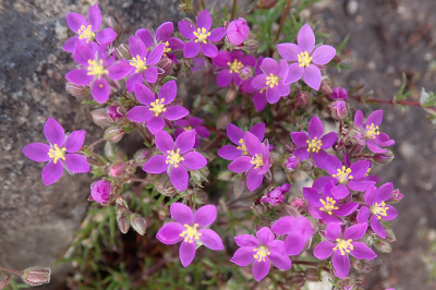 <i class='fa fa-user'></i>&nbsp;A. Soeting&nbsp;|  Rode Schijnspurrie&nbsp; <i class='fa fa-eye'>&nbsp;59</i> &nbsp;<i class='fa fa-thumbs-up'>&nbsp;1</i> &nbsp; <i class='fa fa-comment-o'>&nbsp;4</i>