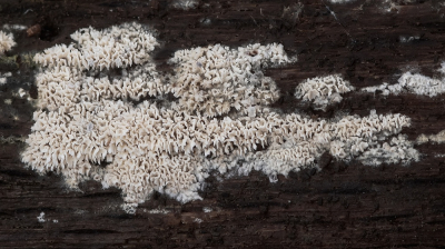 <i class='fa fa-user'></i>&nbsp;Johan van Gurp&nbsp;|  Breedgerande Poria&nbsp; <i class='fa fa-eye'>&nbsp;60</i> &nbsp; <i class='fa fa-comment-o'>&nbsp;3</i>