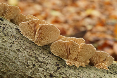 <i class='fa fa-user'></i>&nbsp;Jelle Bakker&nbsp;|  Fopelfenbankje&nbsp; <i class='fa fa-eye'>&nbsp;47</i> &nbsp;<i class='fa fa-thumbs-up'>&nbsp;1</i> &nbsp; <i class='fa fa-comment-o'>&nbsp;1</i>