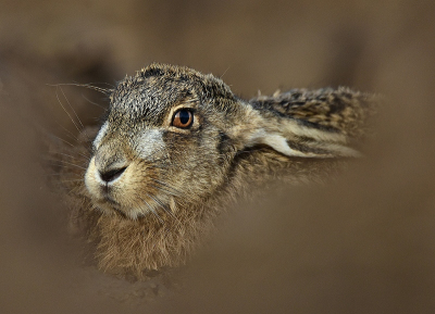 <i class='fa fa-user'></i>&nbsp;robert-jan&nbsp;|  Haas&nbsp; <i class='fa fa-eye'>&nbsp;144</i> &nbsp;<i class='fa fa-thumbs-up'>&nbsp;11</i> &nbsp; <i class='fa fa-comment-o'>&nbsp;10</i>