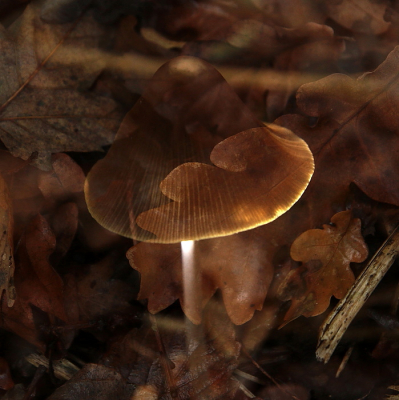 <i class='fa fa-user'></i>&nbsp;Meindert&nbsp;|  Franjehoed sp.&nbsp; <i class='fa fa-eye'>&nbsp;61</i> &nbsp;<i class='fa fa-thumbs-up'>&nbsp;1</i> &nbsp; <i class='fa fa-comment-o'>&nbsp;1</i>