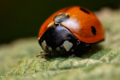 <i class='fa fa-user'></i>&nbsp;birgittaroos&nbsp;|  Zevenstippelig Lieveheersbeestje&nbsp; <i class='fa fa-eye'>&nbsp;54</i> &nbsp;<i class='fa fa-thumbs-up'>&nbsp;1</i> &nbsp; <i class='fa fa-comment-o'>&nbsp;2</i>