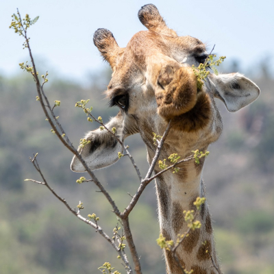 <i class='fa fa-user'></i>&nbsp;harrie69&nbsp;|  Giraffe&nbsp; <i class='fa fa-eye'>&nbsp;63</i> &nbsp; <i class='fa fa-comment-o'>&nbsp;2</i>