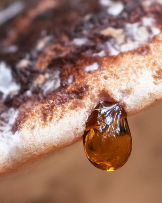 <i class='fa fa-user'></i>&nbsp;Johan van Gurp&nbsp;|  Guttatiedruppel aan Teervlekkenzwam&nbsp; <i class='fa fa-eye'>&nbsp;52</i> &nbsp; <i class='fa fa-comment-o'>&nbsp;0</i>