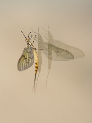 <i class='fa fa-user'></i>&nbsp;susan meijnders&nbsp;|  Halfgevlekte Eendagsvlieg&nbsp; <i class='fa fa-eye'>&nbsp;100</i> &nbsp;<i class='fa fa-thumbs-up'>&nbsp;11</i> &nbsp; <i class='fa fa-comment-o'>&nbsp;13</i>