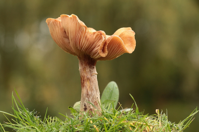 <i class='fa fa-user'></i>&nbsp;frbeuming&nbsp;|  Echte Honingzwam&nbsp; <i class='fa fa-eye'>&nbsp;69</i> &nbsp;<i class='fa fa-thumbs-up'>&nbsp;4</i> &nbsp; <i class='fa fa-comment-o'>&nbsp;3</i>