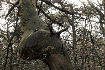 <i class='fa fa-user'></i>&nbsp;frbeuming&nbsp;|  Getordeerde boom&nbsp; <i class='fa fa-eye'>&nbsp;59</i> &nbsp; <i class='fa fa-comment-o'>&nbsp;0</i>