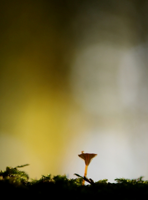 <i class='fa fa-user'></i>&nbsp;rixte&nbsp;|  Oranjegeel Trechtertje&nbsp; <i class='fa fa-eye'>&nbsp;91</i> &nbsp;<i class='fa fa-thumbs-up'>&nbsp;2</i> &nbsp; <i class='fa fa-comment-o'>&nbsp;4</i>