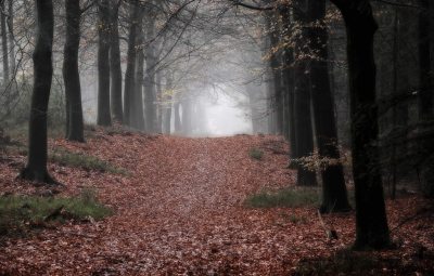 <i class='fa fa-user'></i>&nbsp;nelappelmelk&nbsp;|  Mist in het bos&nbsp; <i class='fa fa-eye'>&nbsp;80</i> &nbsp;<i class='fa fa-thumbs-up'>&nbsp;1</i> &nbsp; <i class='fa fa-comment-o'>&nbsp;6</i>
