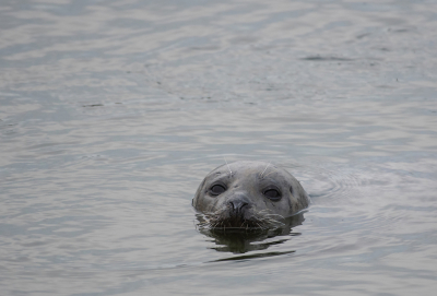 <i class='fa fa-user'></i>&nbsp;Eef Kieft&nbsp;|  Grijze Zeehond&nbsp; <i class='fa fa-eye'>&nbsp;78</i> &nbsp; <i class='fa fa-comment-o'>&nbsp;0</i>