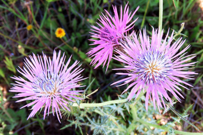 <i class='fa fa-user'></i>&nbsp;A. Soeting&nbsp;|  Galactites tomentosus&nbsp; <i class='fa fa-eye'>&nbsp;56</i> &nbsp; <i class='fa fa-comment-o'>&nbsp;2</i>