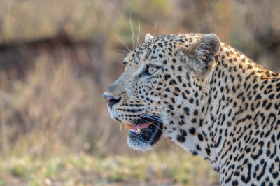 <i class='fa fa-user'></i>&nbsp;harrie69&nbsp;|  Luipaard&nbsp; <i class='fa fa-eye'>&nbsp;79</i> &nbsp; <i class='fa fa-comment-o'>&nbsp;5</i>